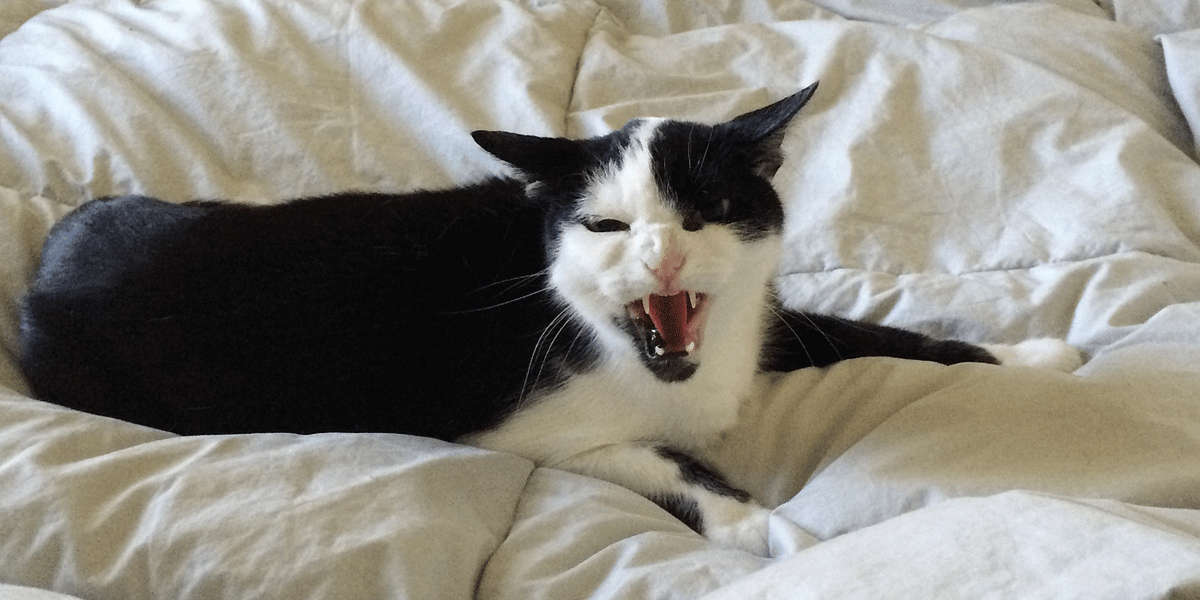 Image of: Find Out If Your Cat’s Demonically Possessed — The Bold Italic — San Francisco
