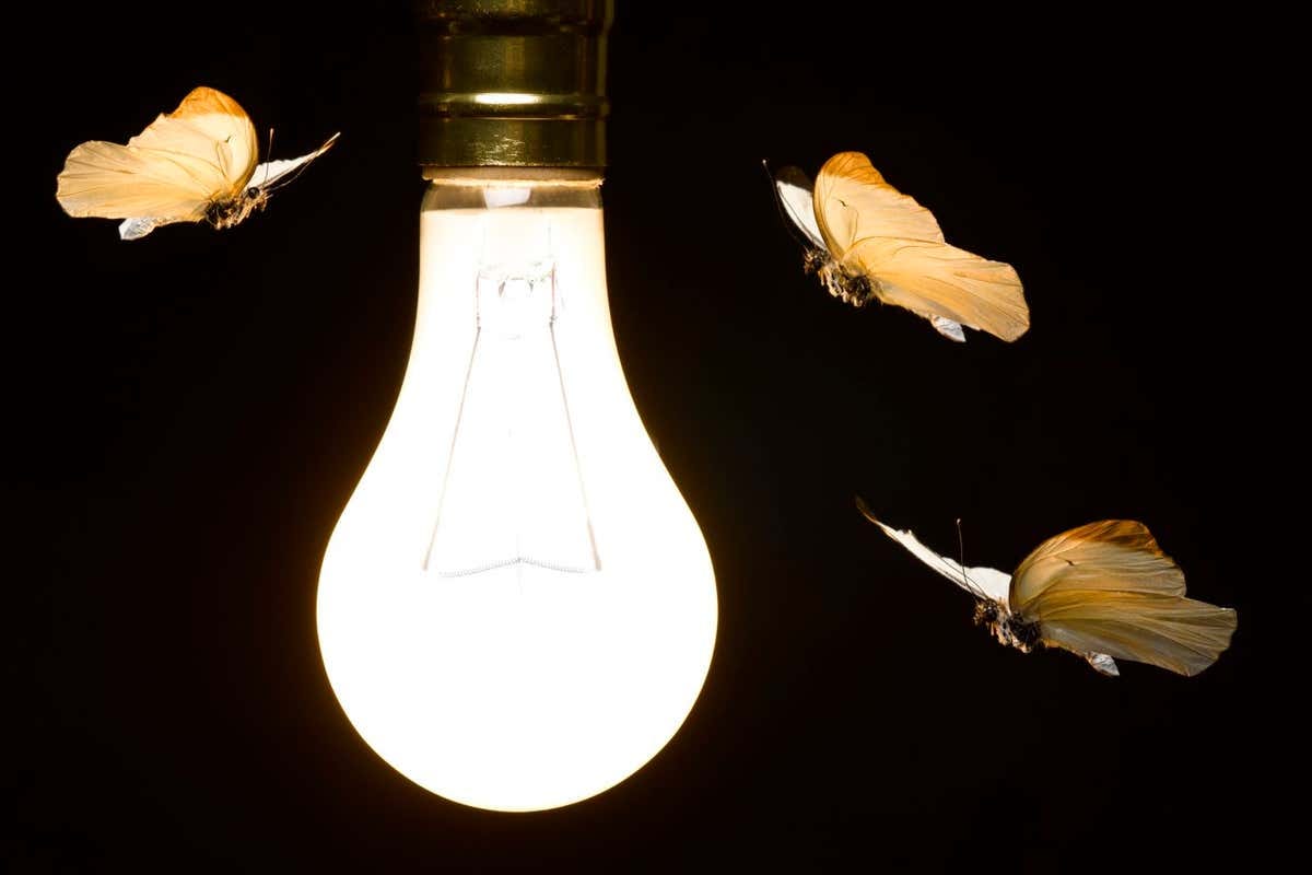 Why do insects seem attracted to light bulbs? Jeffrey Coolidge/Stone RF