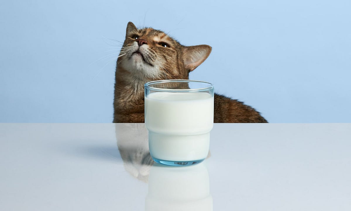 Illustration of Sweet Almond Milk And Cats Adrenal Health