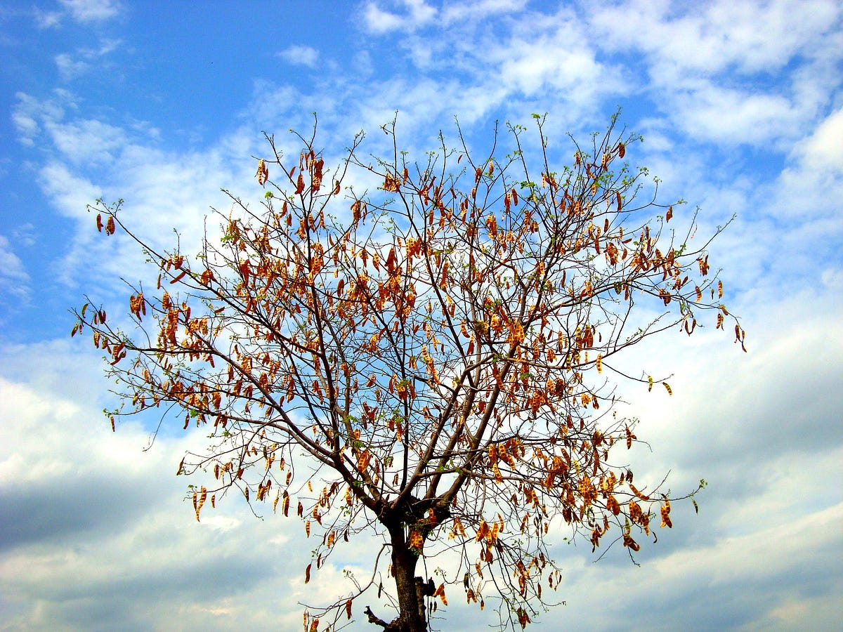 Preview image for Decision Tree Regression in Python from Scratch Without Scikit-learn