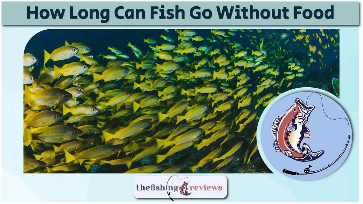 How Long Can Fish Go Without Food by The Fishing Reviews Medium