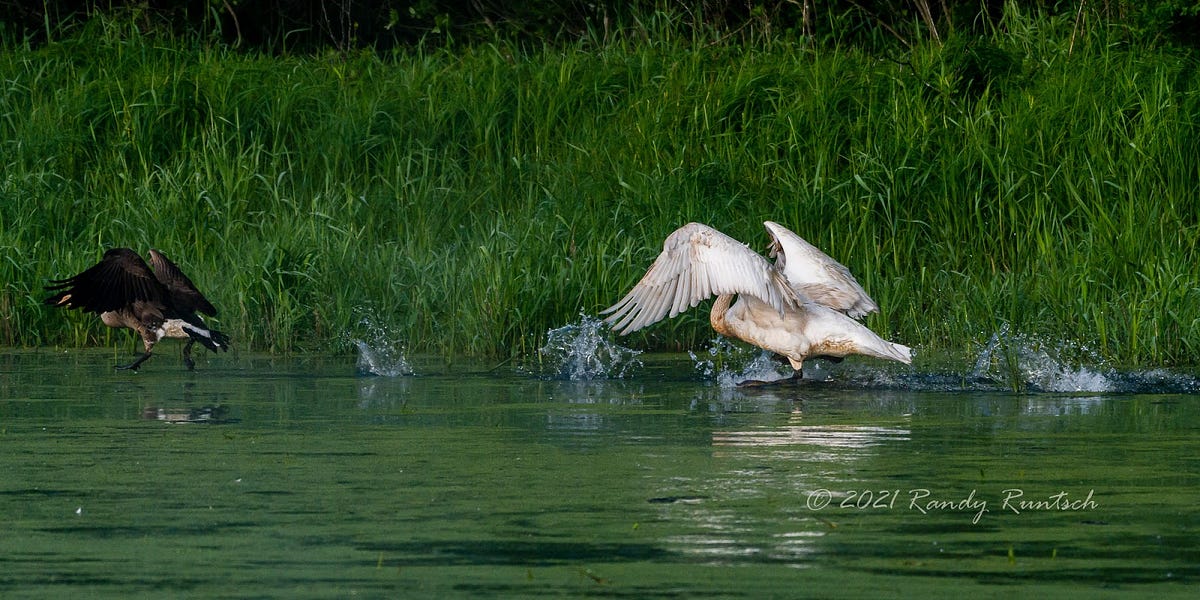 A Genuine Wild Goose Chase. The idiom “wild goose chase” originated… by Randy Runtsch