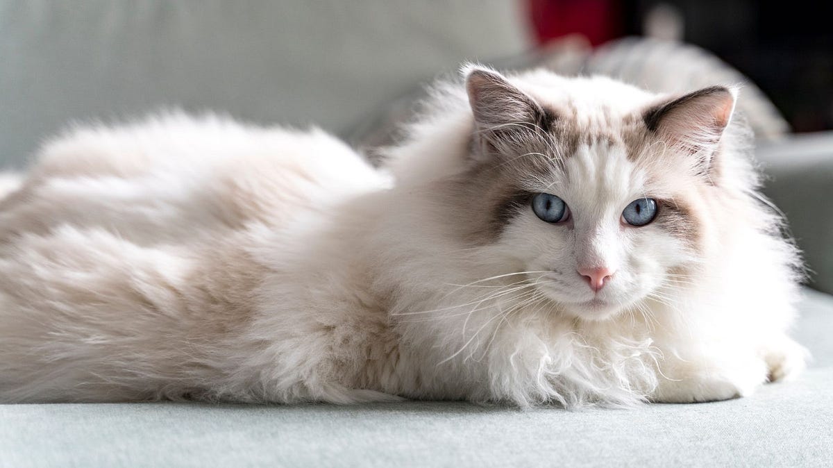 What is So Special About Ragdoll Cats? | by Maine Coon Cats | Medium