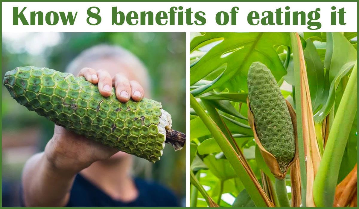 Monstera Deliciosa Fruit: Know 8 Benefits of Eating it | by Easy House  Plants Care LLC | Medium