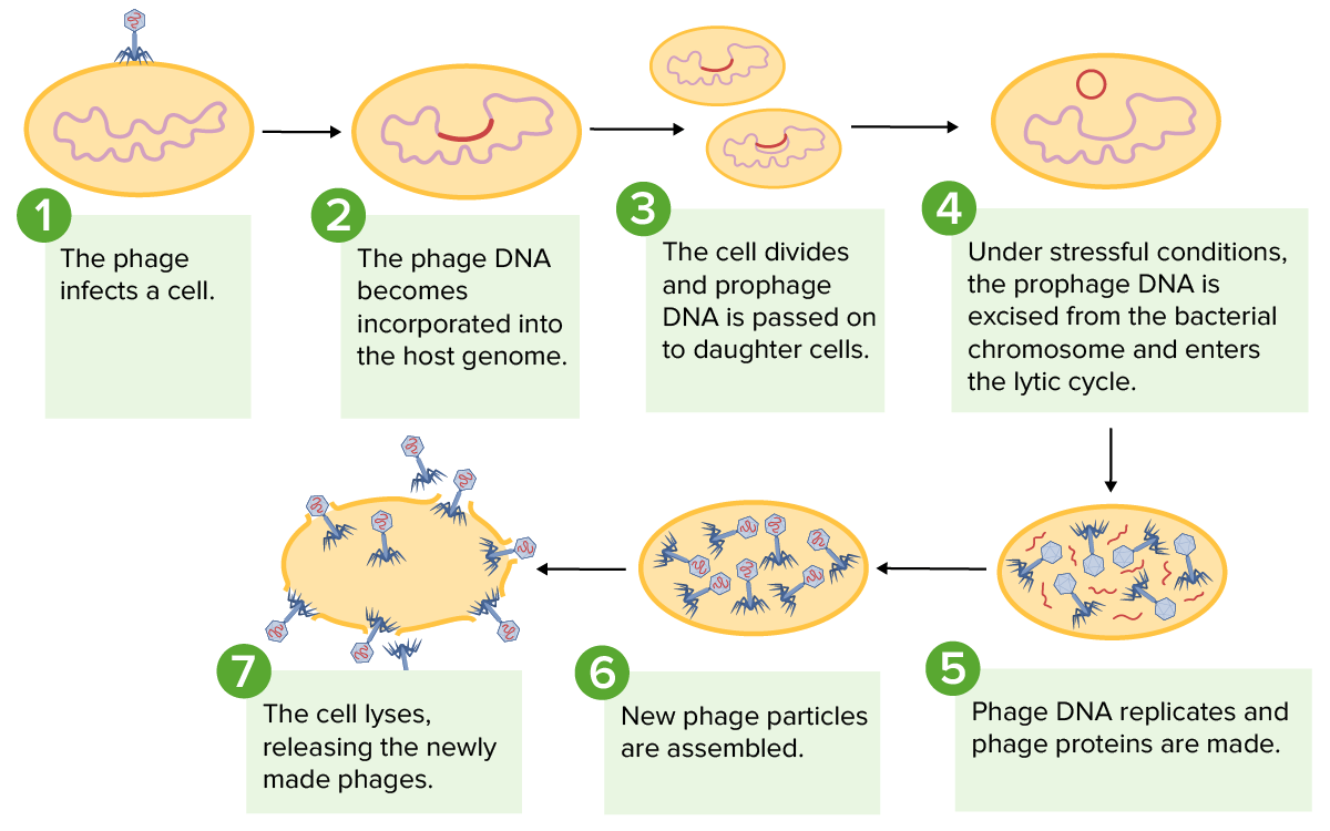 This labelled diagram shows the lysogenic cycle