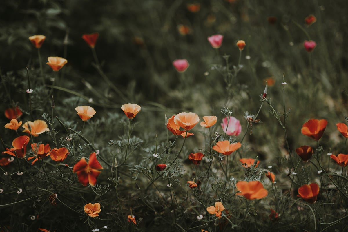 Wildflowers. I love wildflowers. Don’t get me wrong… by Judd Eason