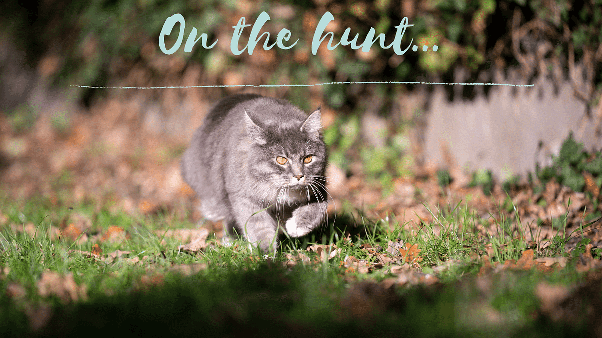 Does a Cat Need To Hunt To Be Happy? by Mry Contreras Medium