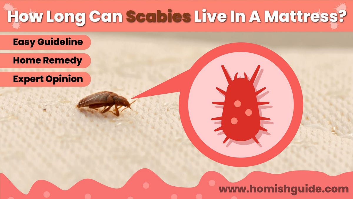 How Long Can Scabies Live In A Mattress? by Homishguide Medium