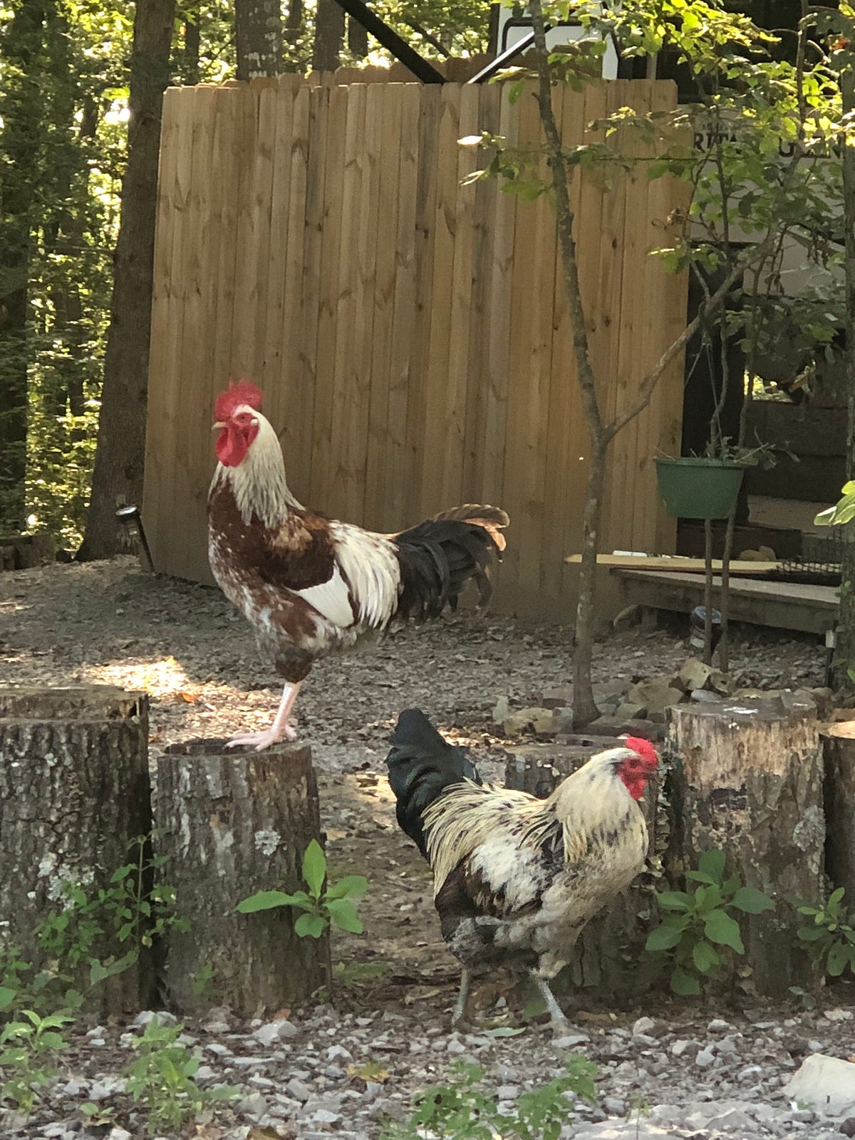 Can Tulsa Residents Keep Backyard Chickens? Backyard Chicken News