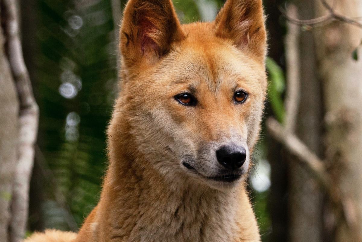 Agro Forestrium Herbal Medicine Trees To Deter & Prevent Wild Dogs Attack