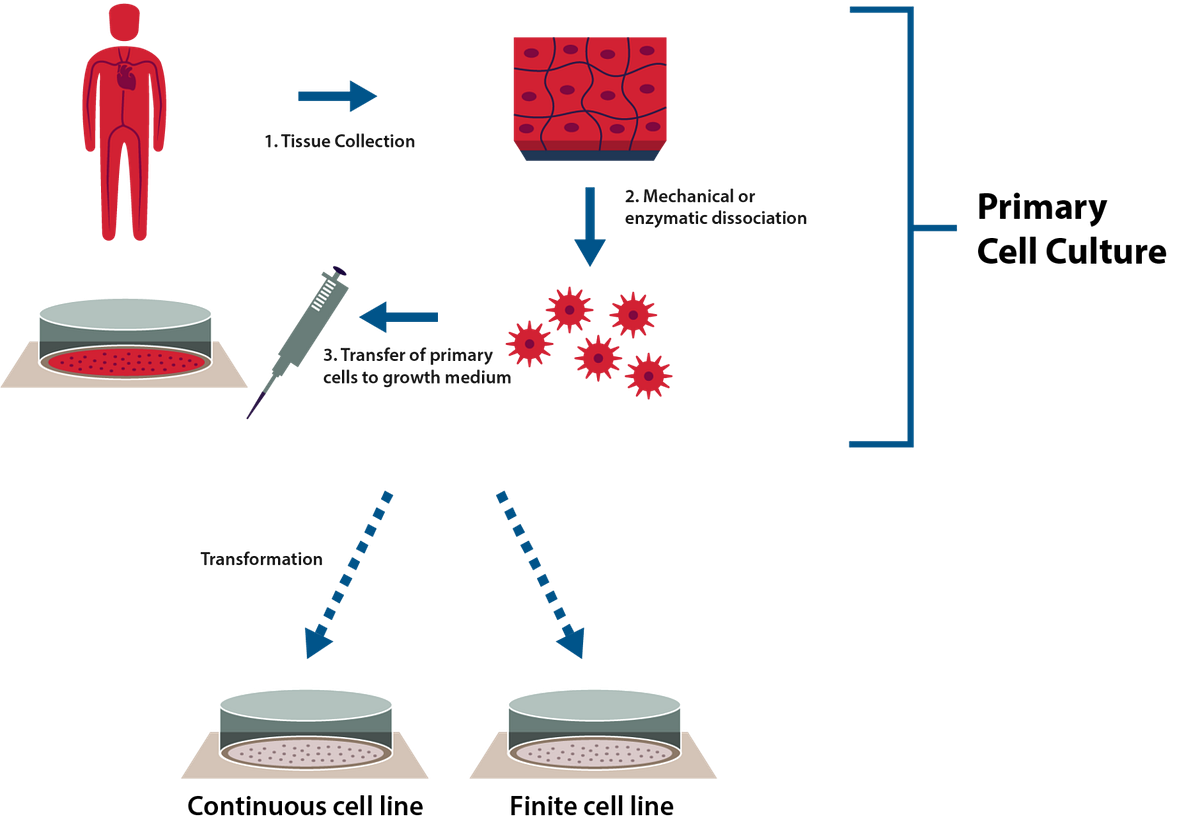 Overview of Advantages and Disadvantages of Primary Cells by Alpha