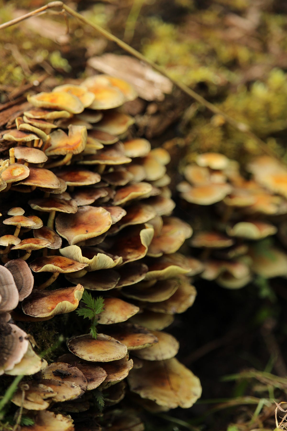 Can Fungus Control Humans?. Fungi are tiny organisms that can cause