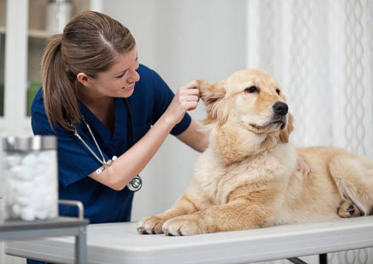 CFIA Animal Health Technician Jobs 2024 57,547 to 72,811 Government of Canada Jobs Medium