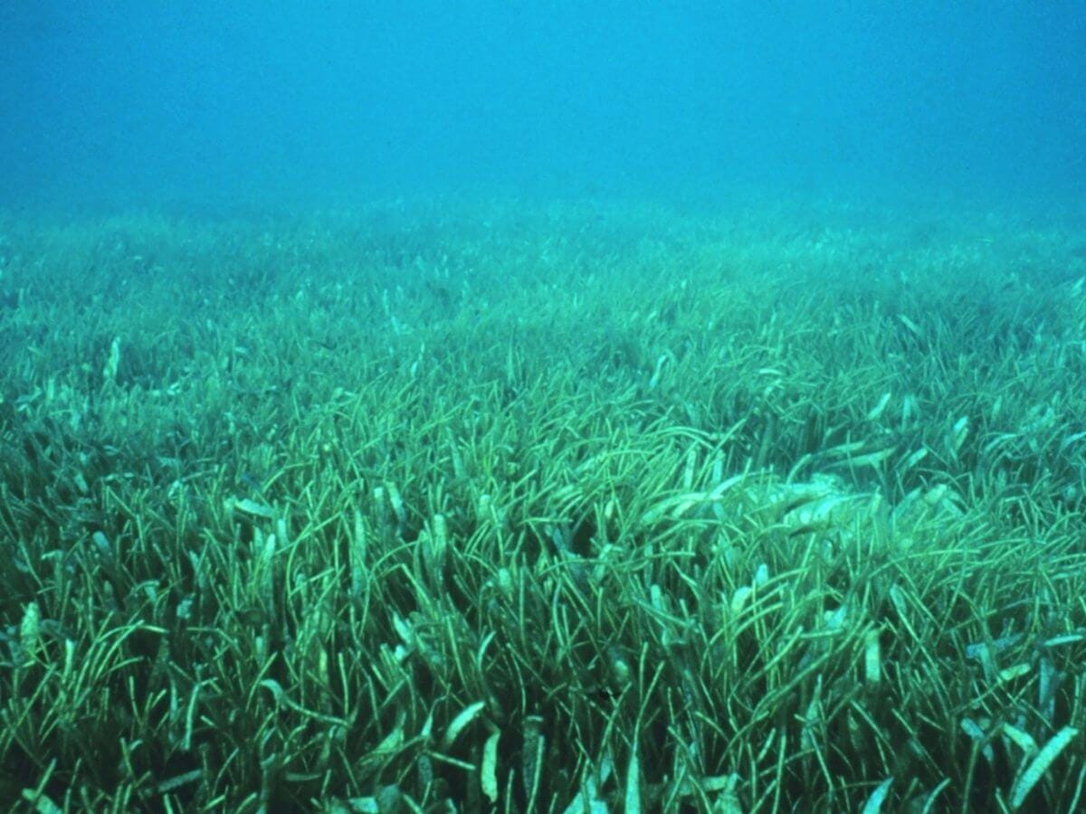 Disappearing Seagrass Protects Against Pathogens, Even Climate Change,  Scientists Find - The New York Times