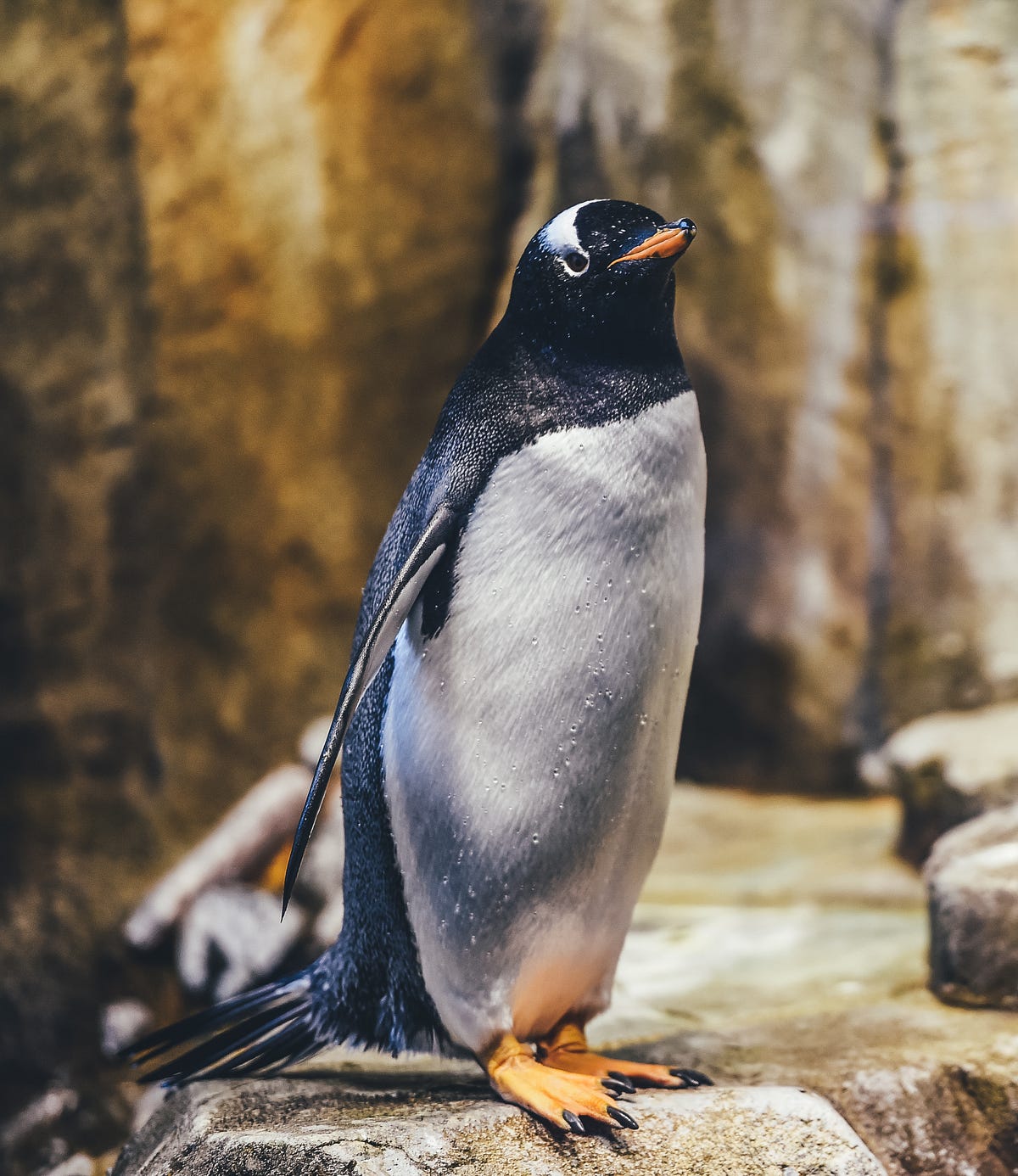 Little Blue Penguin Facts - CRITTERFACTS