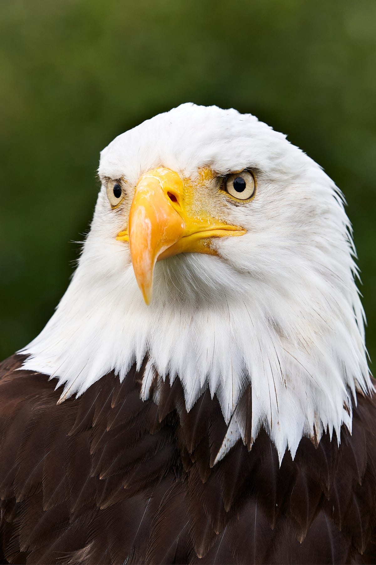 The National Emblem: The Bald Eagle,HISTORY,U.S. | Medium