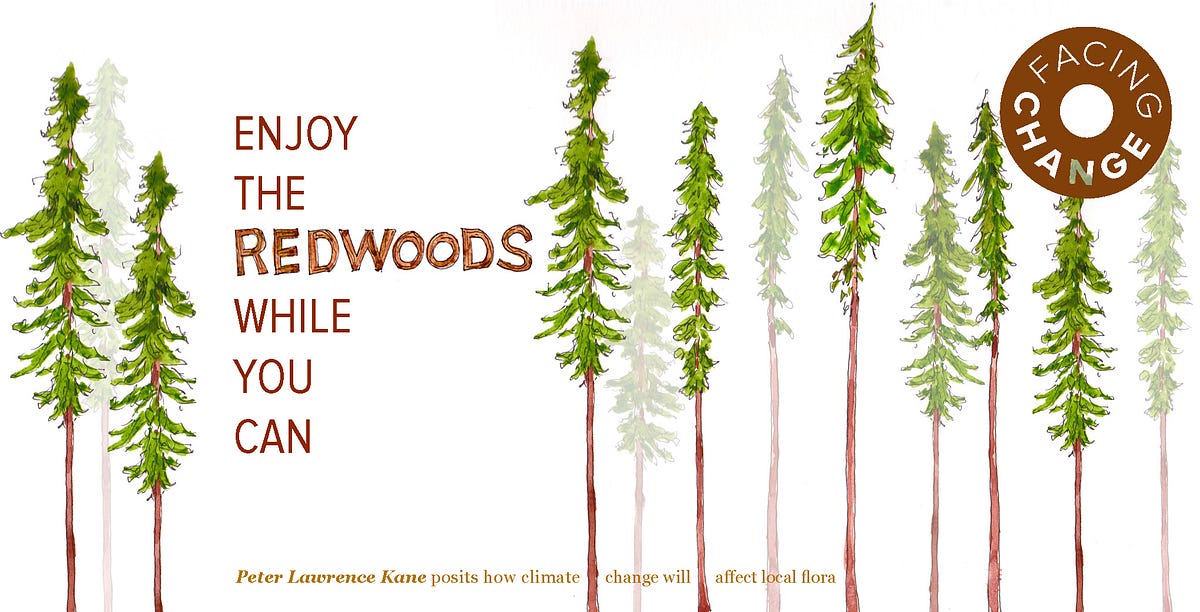 Image of: Enjoy the Redwoods While You Can — The Bold Italic — San Francisco