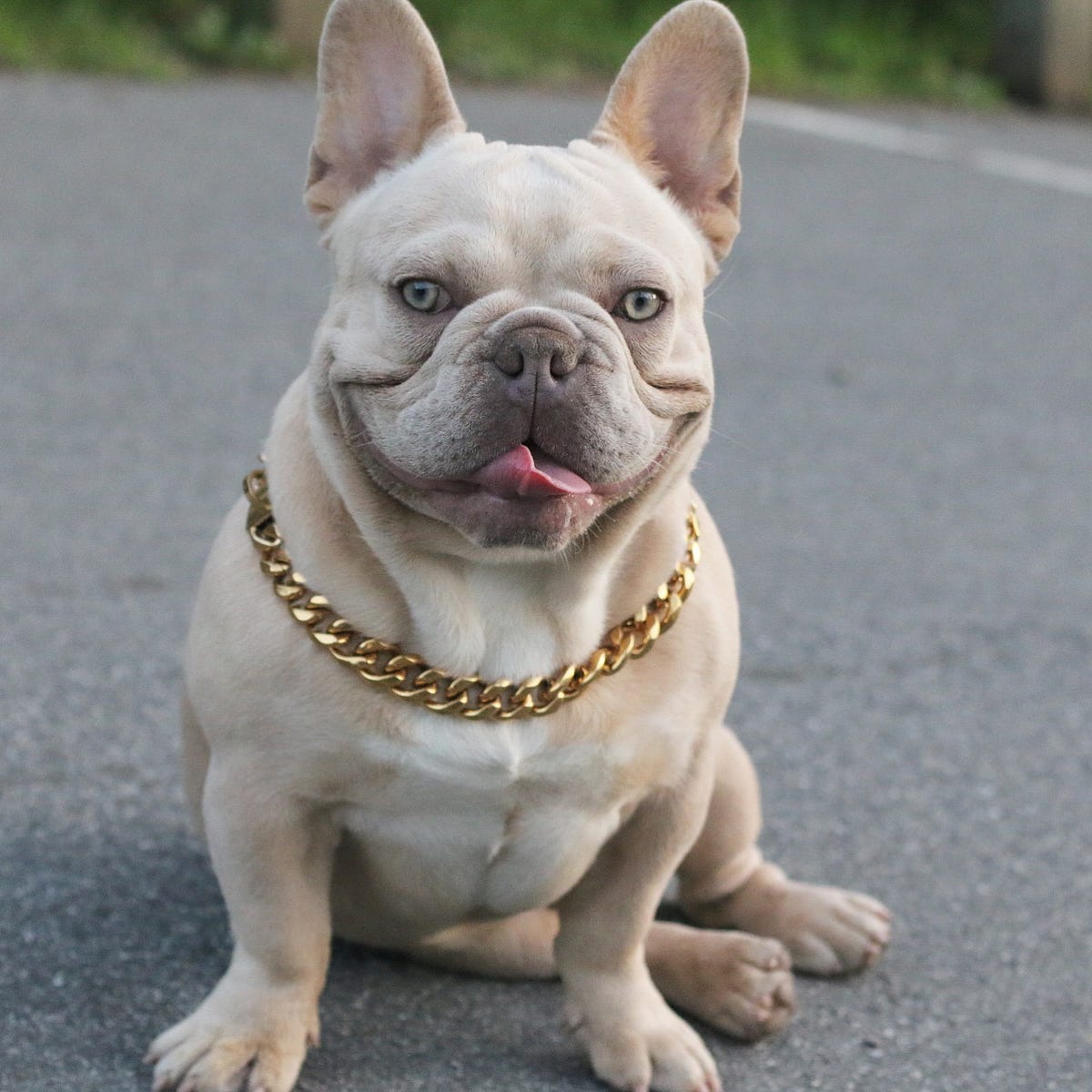 The Search for the Perfect Frenchie What to Look for When Buying a