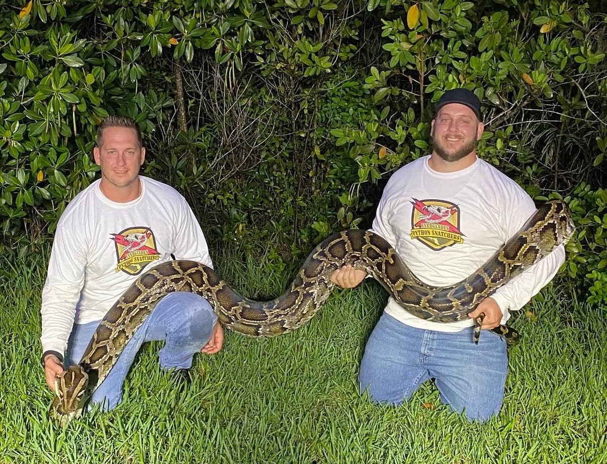 Watch Florida Man Catch Large, 16ft Burmese Python With His Naked Arms ...