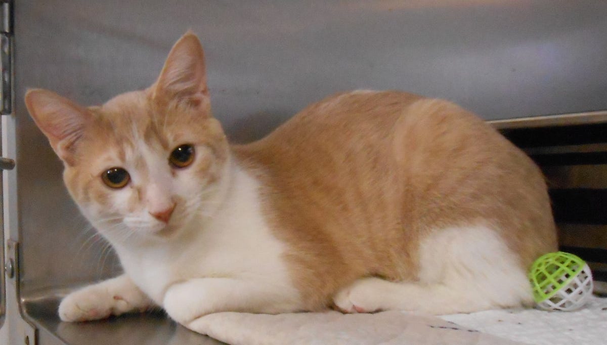 Soaring Eagle Casino Age Requirement by gameseattle Medium