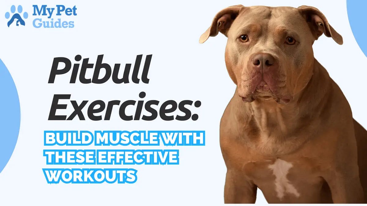 pitbull dog muscle building