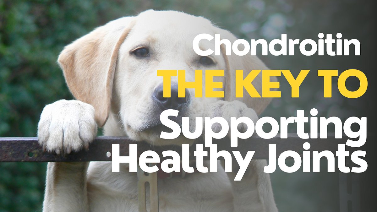 Chondroitin for Pets The Key to Supporting Healthy Joints by Jade