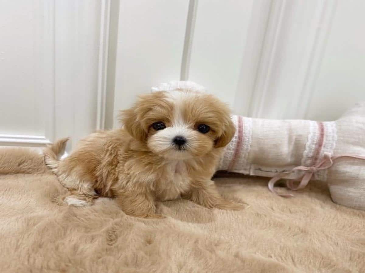 Maltipoo cost 2024