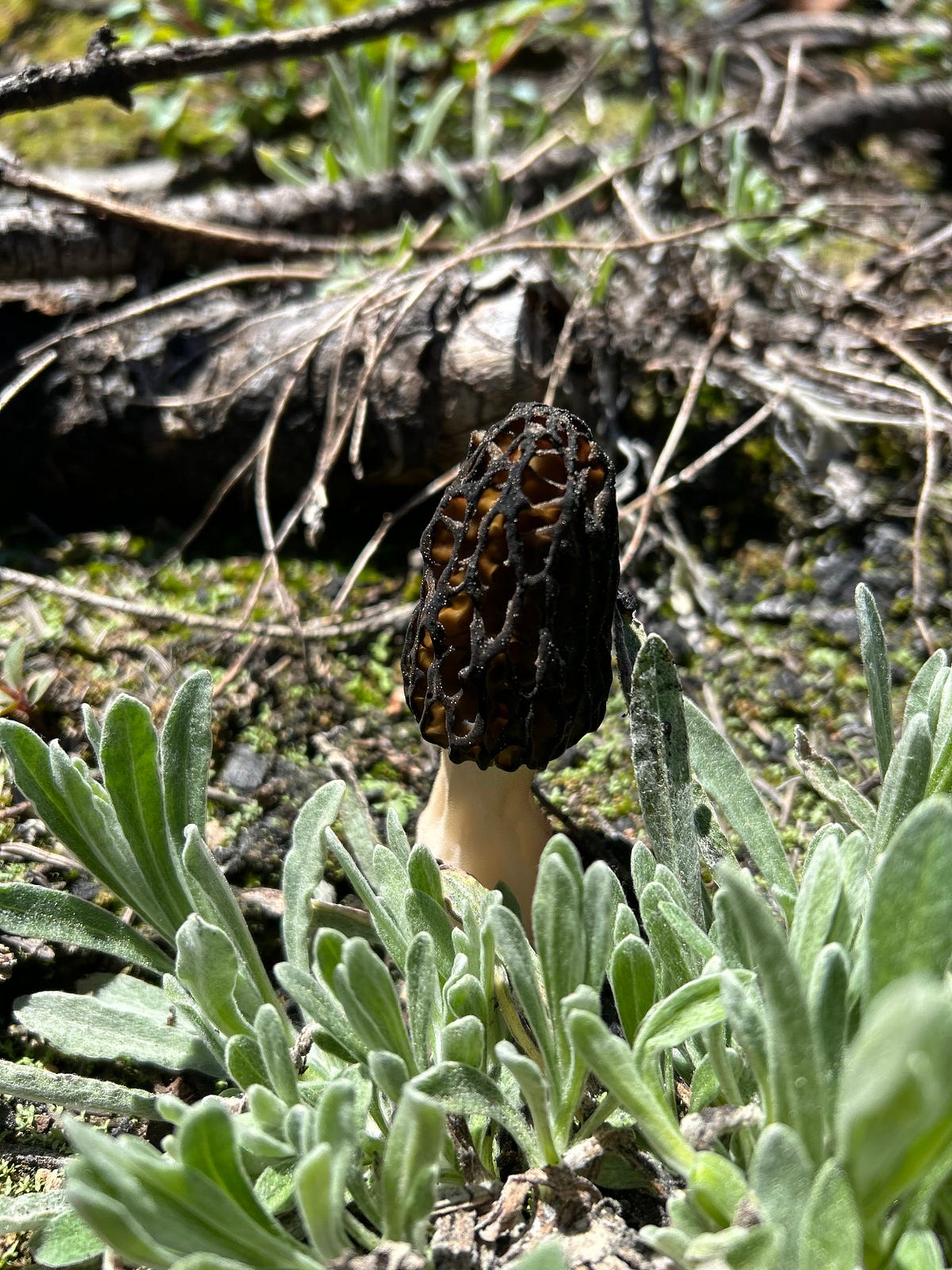 FORAGING THE FUNGUY THE ELUSIVE MOREL… by KPCopy Medium
