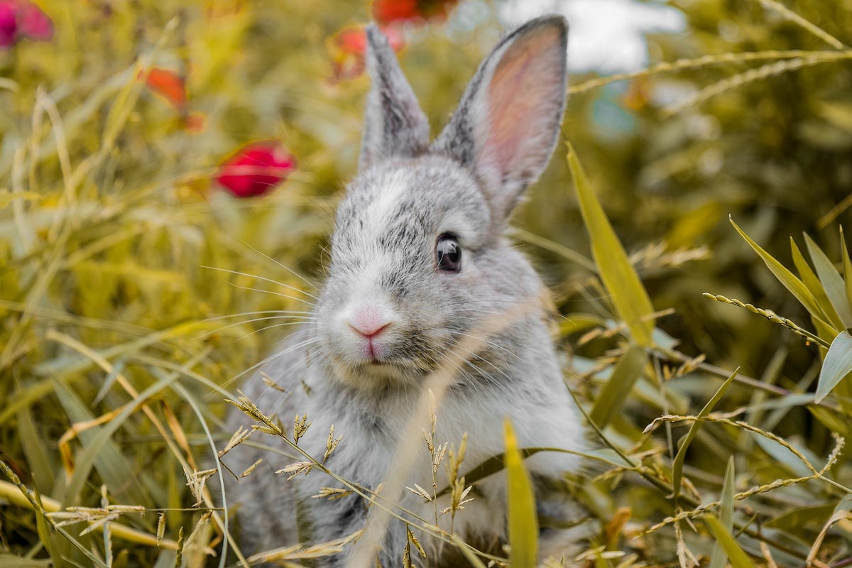 Rabbit Poop is the Secret to a Thriving Garden by Your Homestead