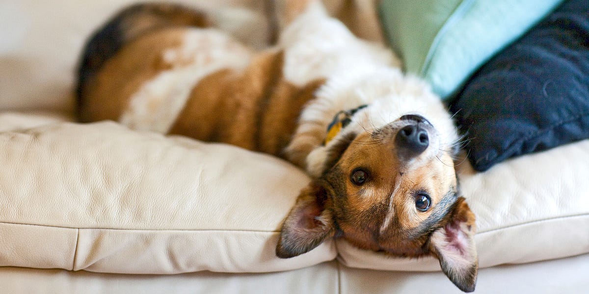 Image of: How to Arrange a Free Dog Date