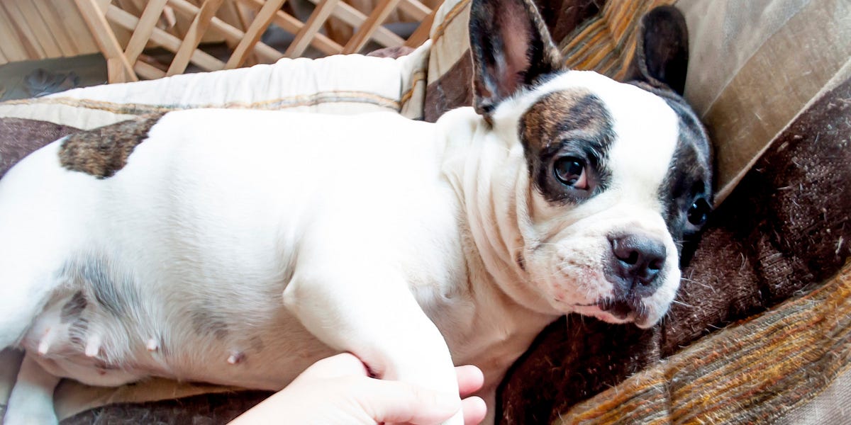 Image of: Onions & Meatballs Cause New Dog Poisoning Scares