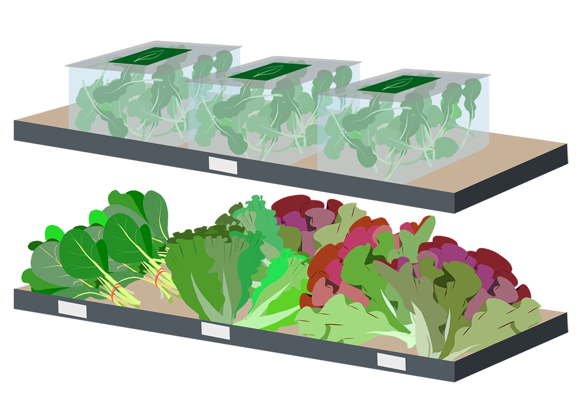 What Does Triple Washed Salad Mean? by Crop One Holdings Medium