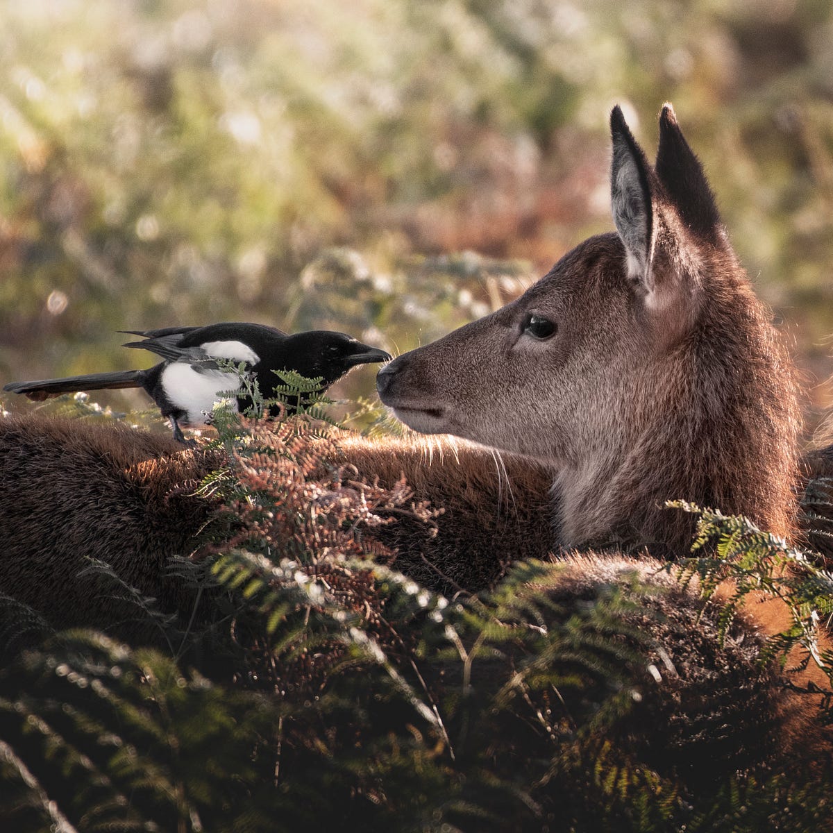 magpie-meaning-makers-if-the-search-is-for-truth-or-truth-by-david