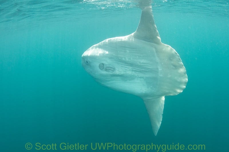 Scott Gietler: Mola Mola [Sunfish] | by Michael Bear | Rapture of the ...