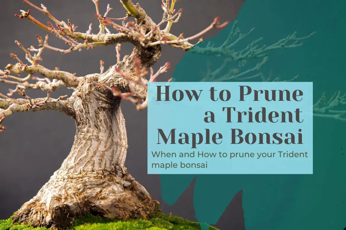 How to Prune a Trident Maple Bonsai by Bhupinder Singh Jul, 2023