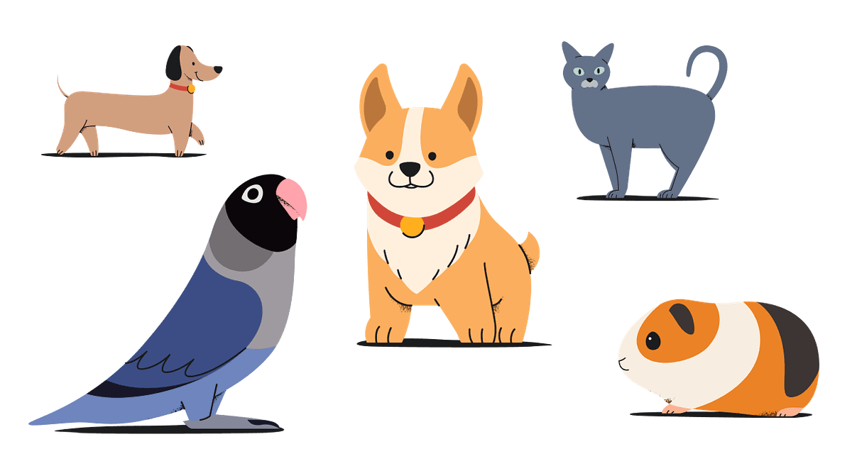 The Best Ways to Prevent Matting in Your Chinchillas Fur by