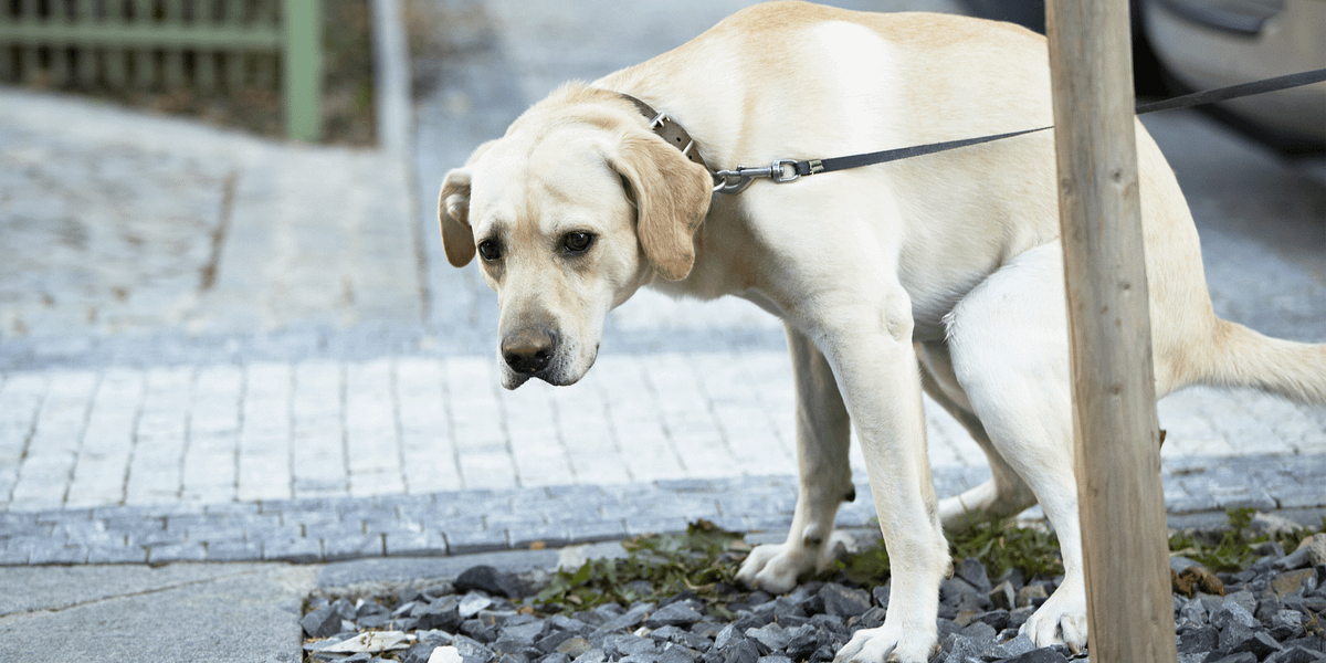 Image of: For the Love of God, Pick Up Your Dog Shit! — The Bold Italic — San Francisco