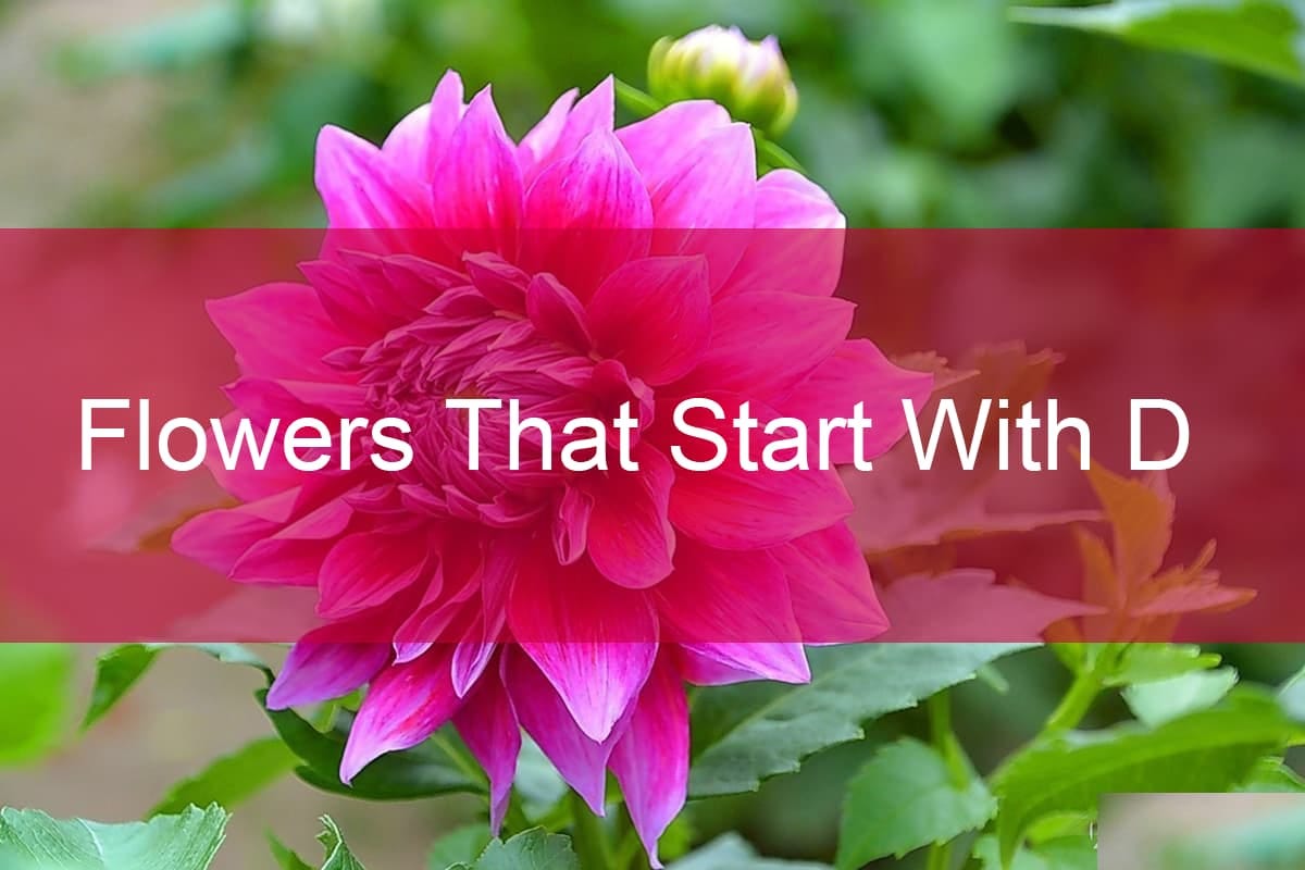 22 Flowers That Start With D. 1. Dahlia Pinnata | by Peggie | Medium