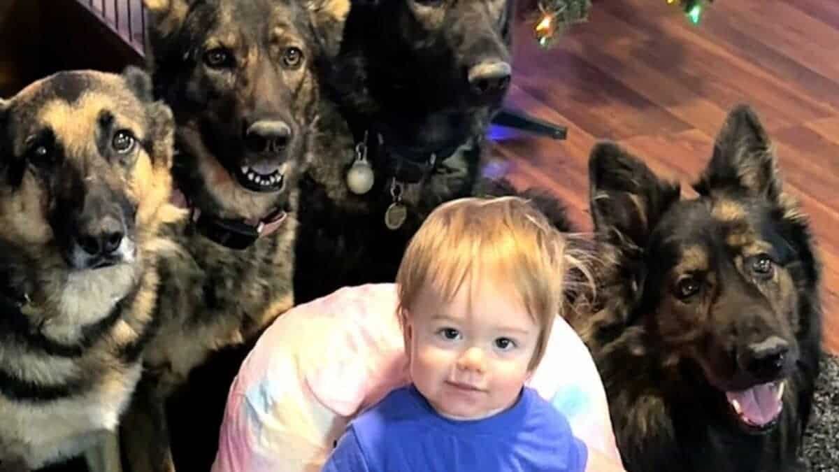 Huge German Shepherds Think Tiny Baby Is Their Puppy on Video | by ...