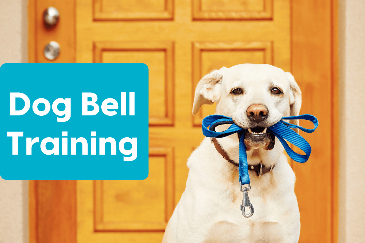 dog-bell-training-teach-your-dog-to-use-a-potty-bell-by-rathouranuj