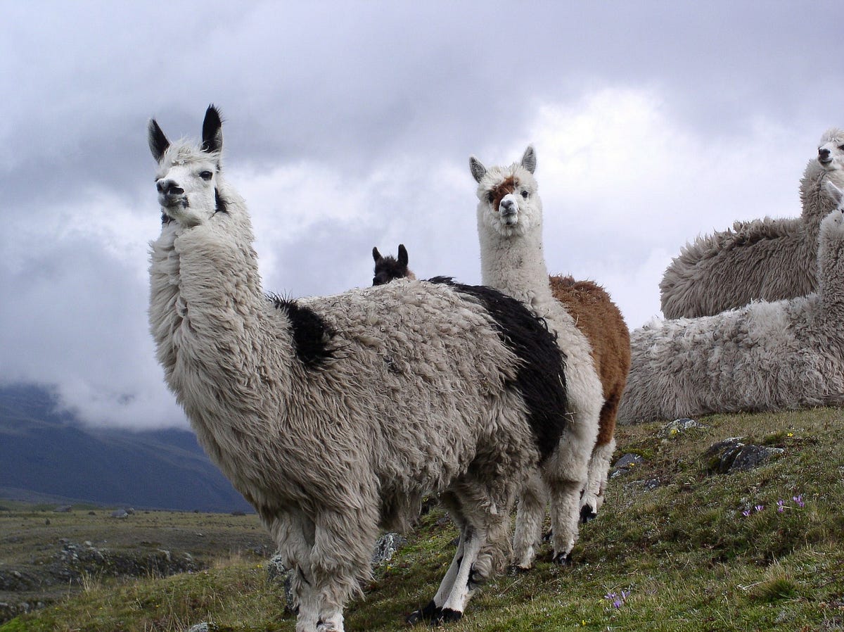 300+ Cute, Good And Funny Llama Names by Petsvillofficial Medium