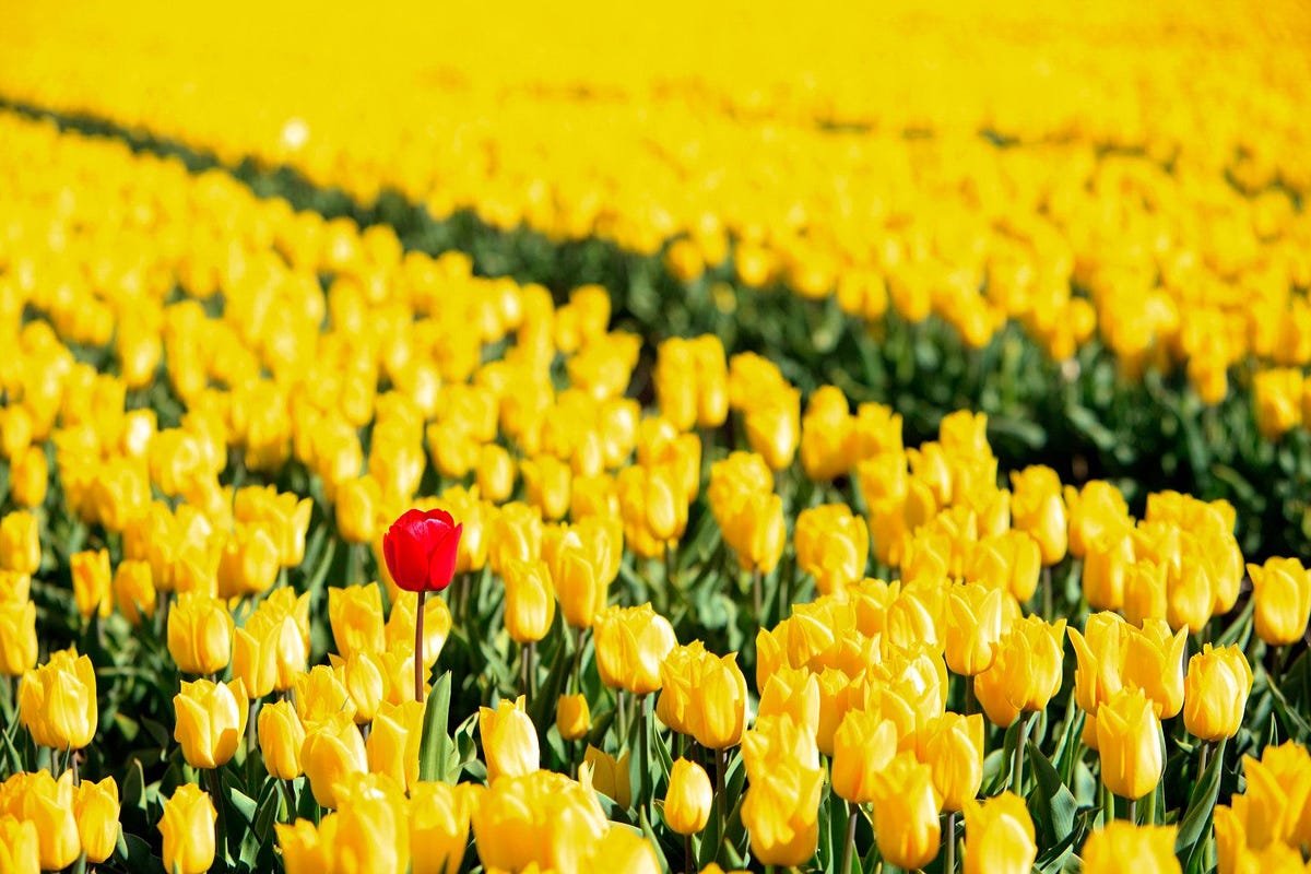  No One Like You Be Different To Be Successful By Alberto Aleo