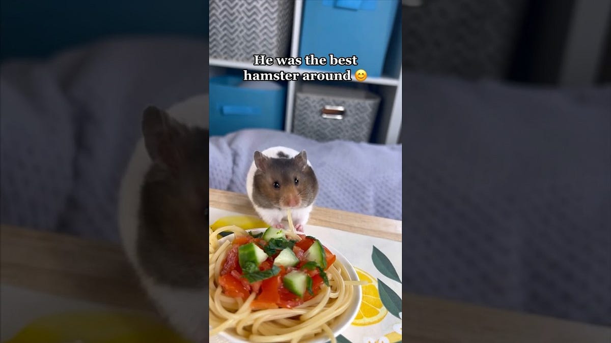 DO HAMSTERS LIKE TO EAT BREAD WHAT YOU SHOULD KNOW by Adomotisdoner