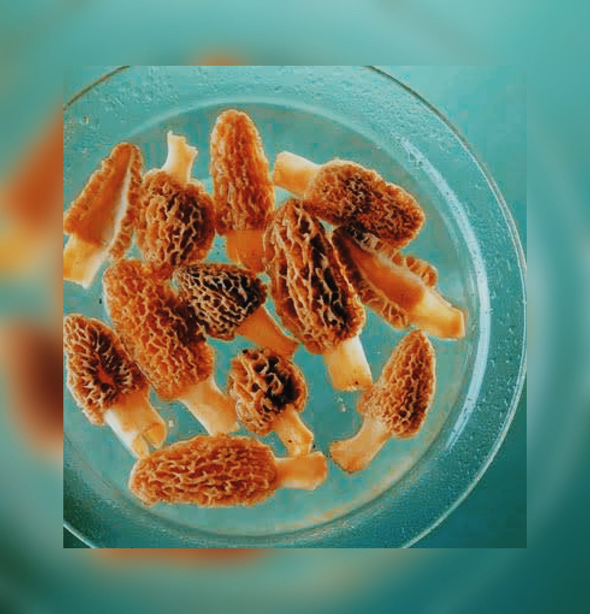 Can You Freeze Morel Mushrooms. We all want our mushrooms to stay fresh