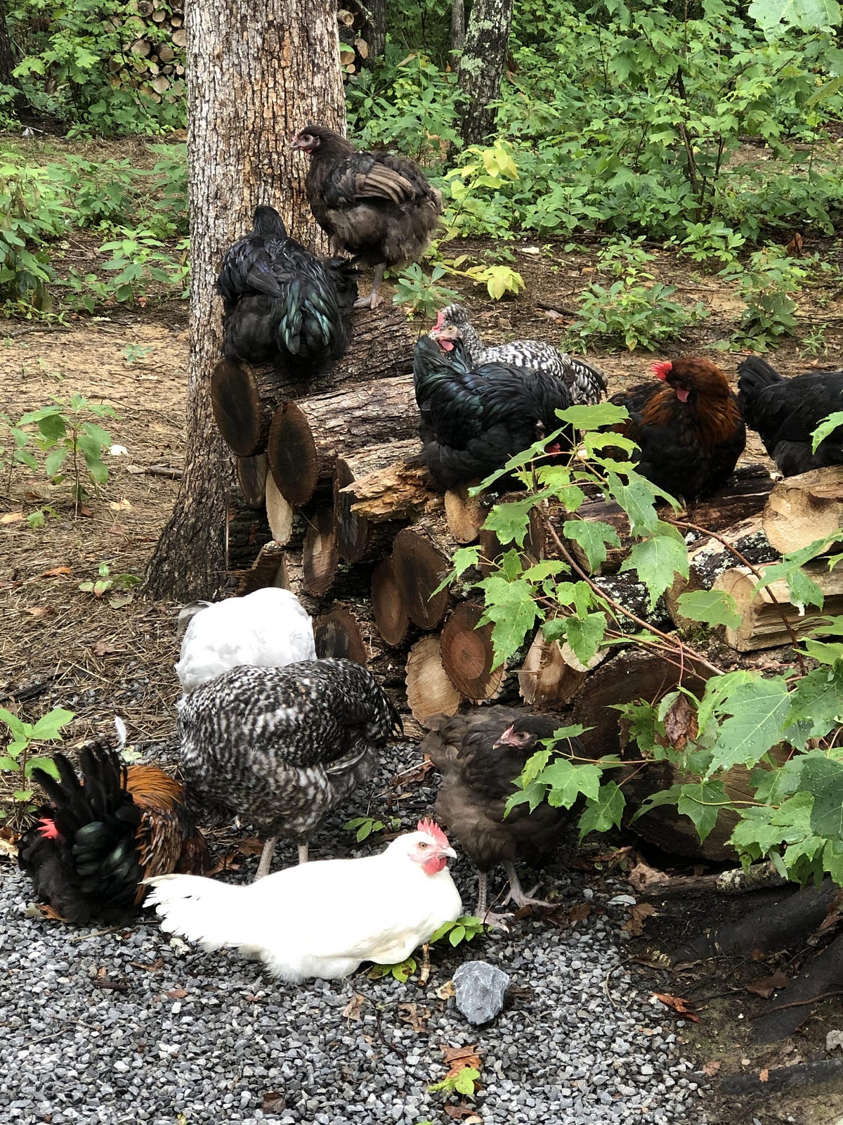 Are Backyard Chickens Dangerous? Backyard Chicken News Medium