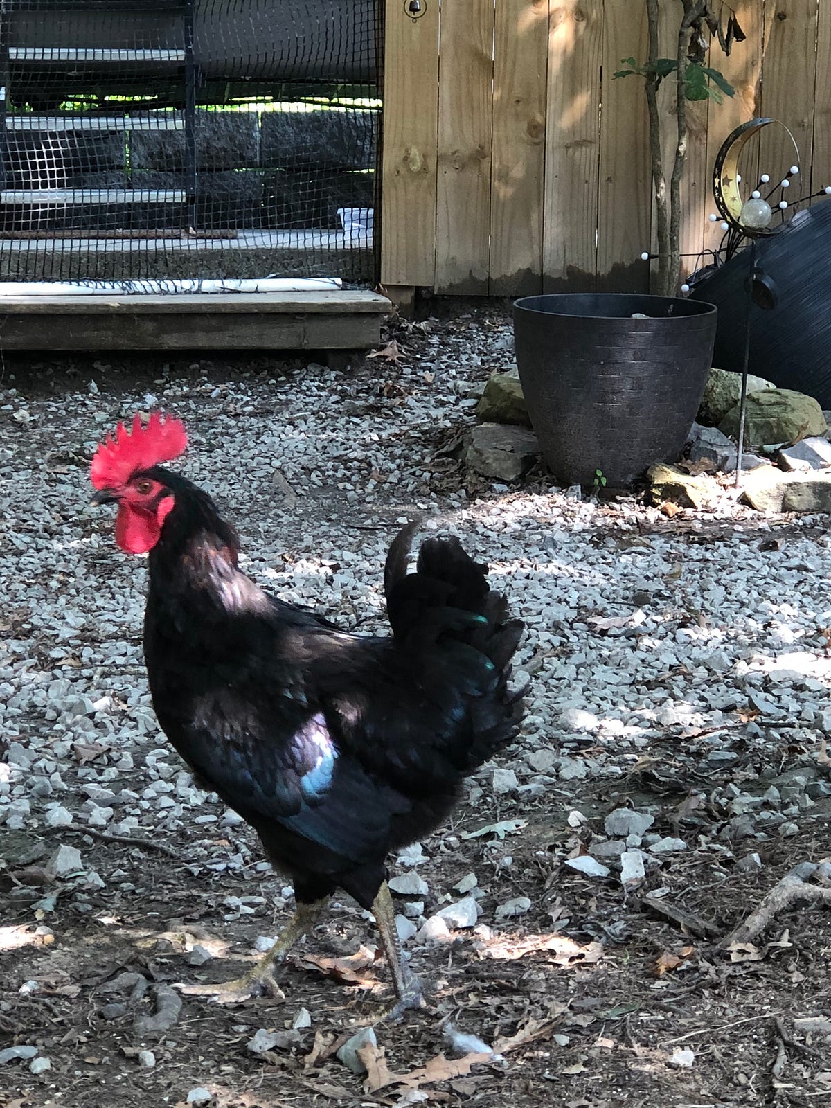 How to Minimize the Cruelty Of Keeping Chickens for Eggs? Backyard Chicken News Medium