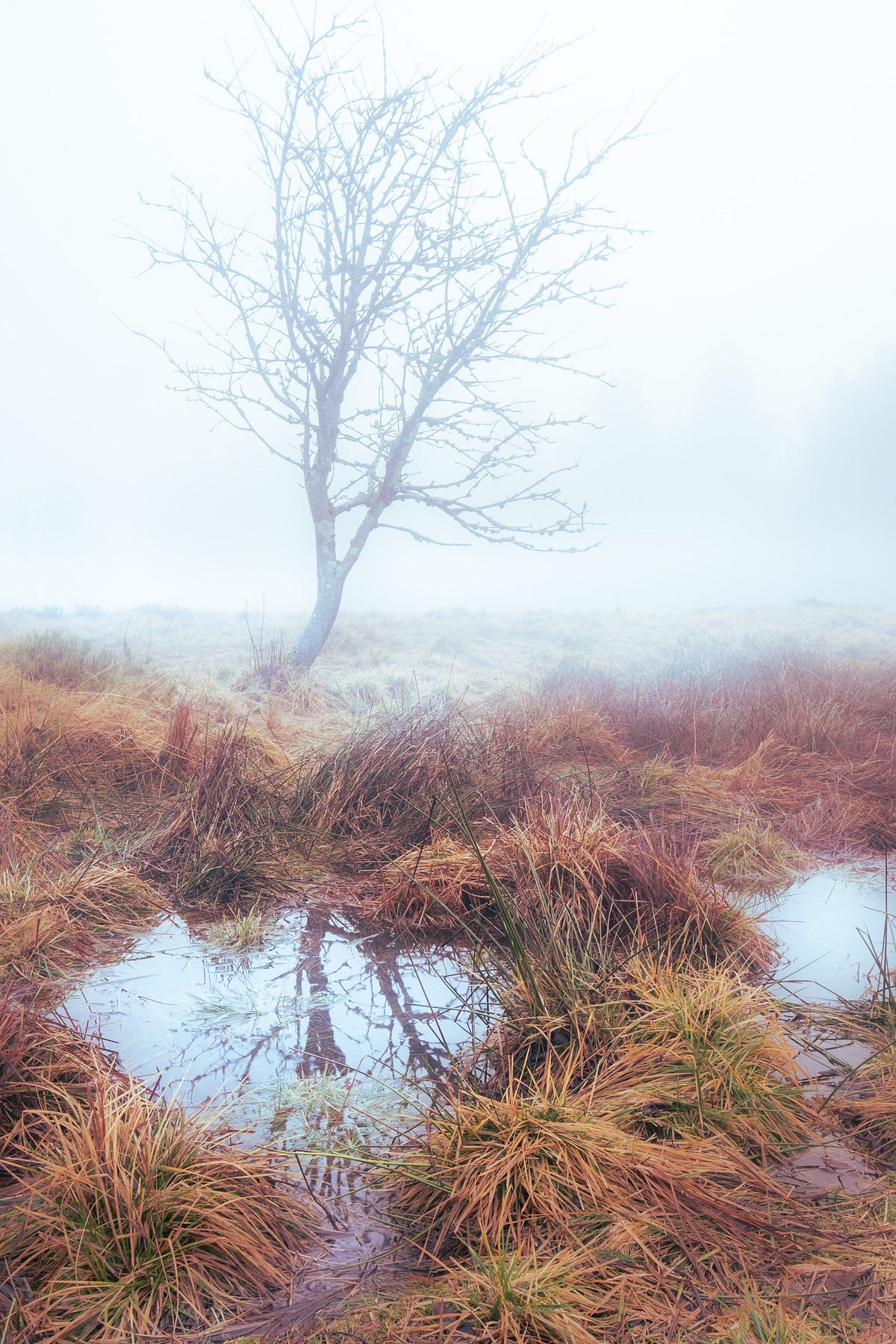 Moss Called Pond