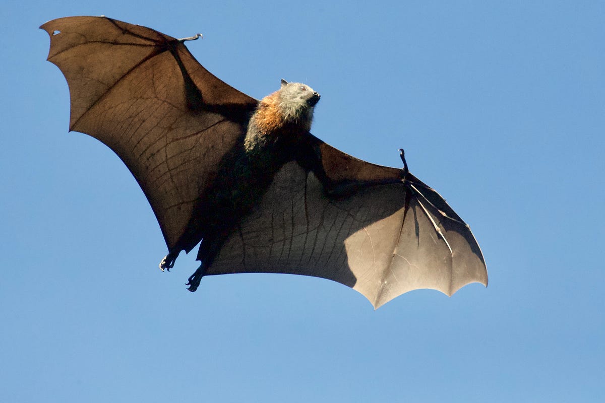 The Biggest Bats in the World. Hello wildlife enthusiasts! Today… | by ...