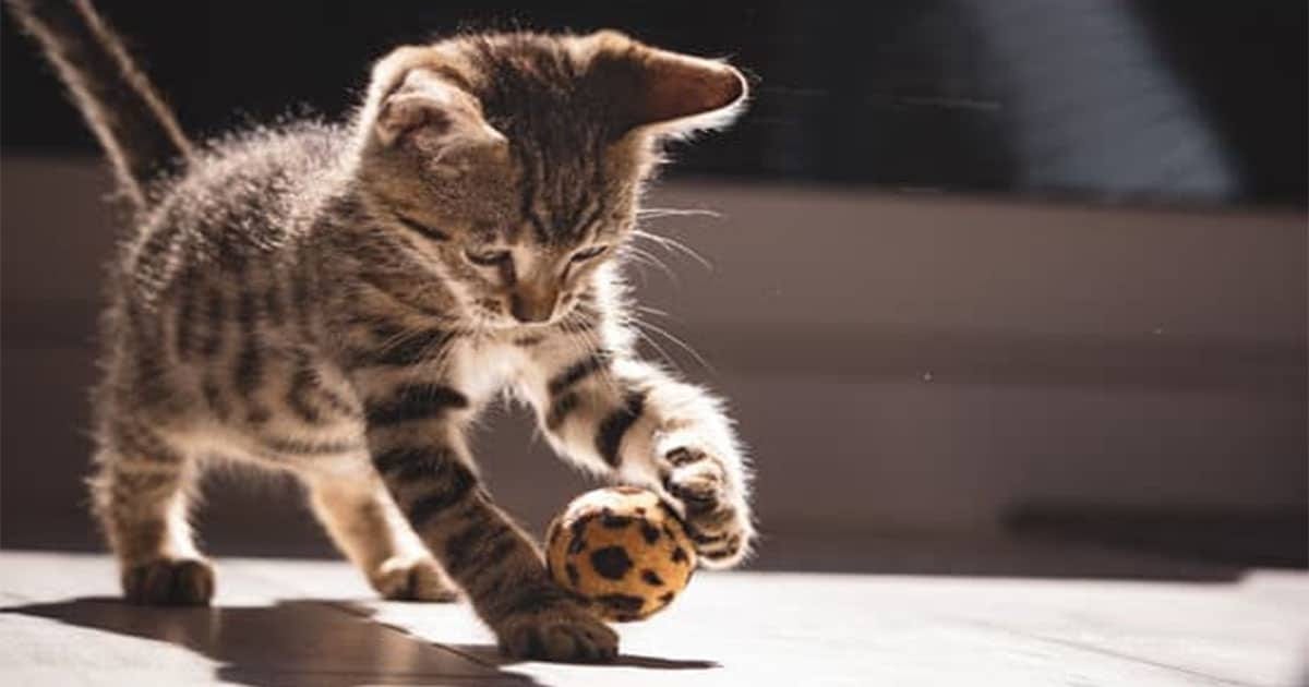 Can My Cat Get Fleas Without Leaving The House? by Rocks Jul, 2023