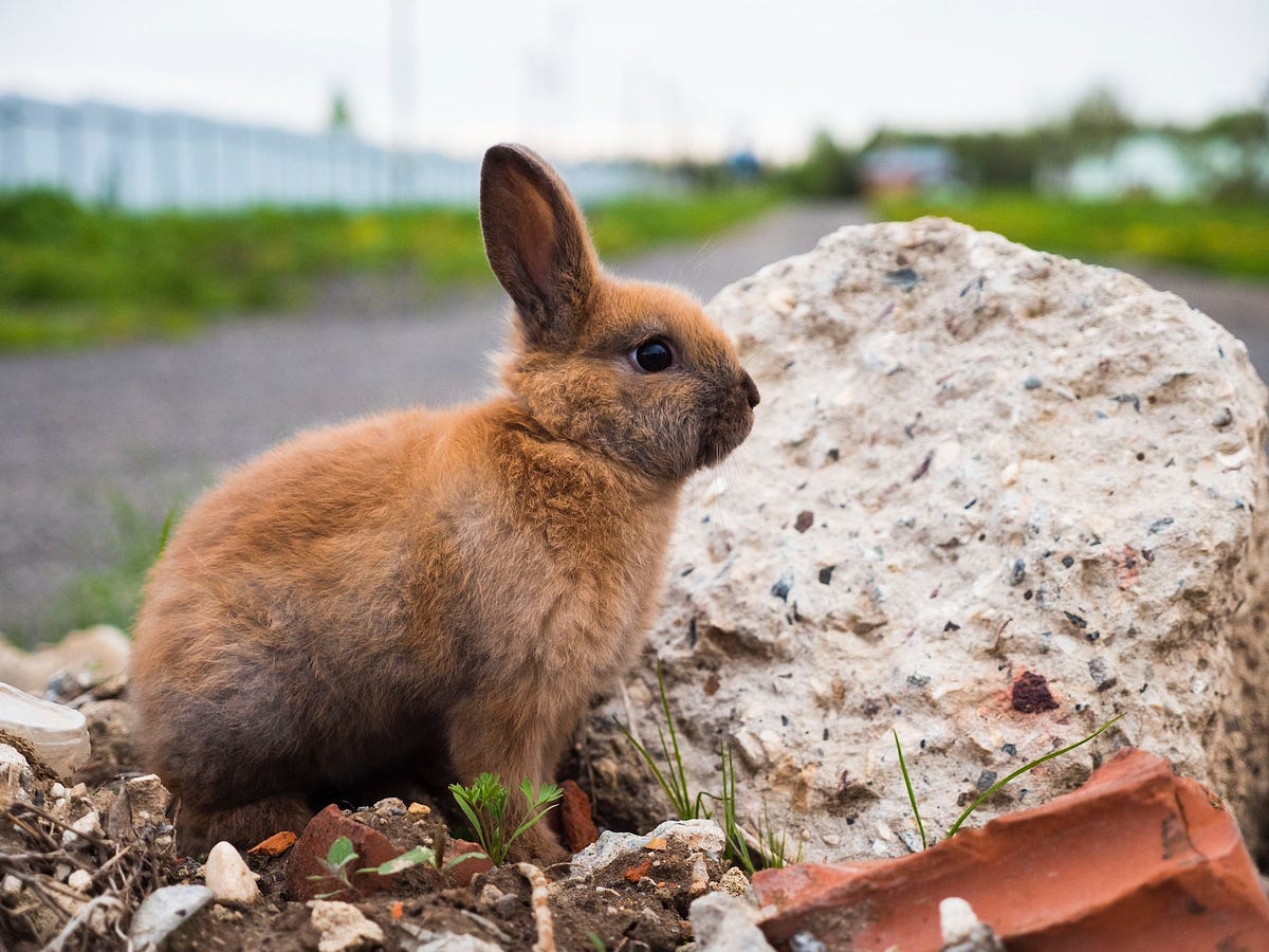 How Can You Keep Outdoor Rabbit Hutches Clean? Backyard Bunny News